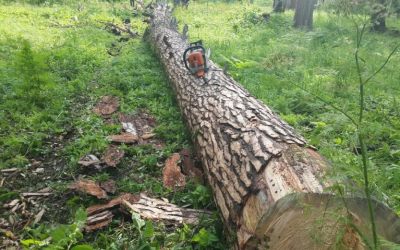 Спил и вырубка деревьев, корчевание пней - Якутск, цены, предложения специалистов