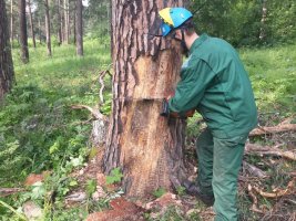 Спил и вырубка деревьев, кронирование, удаление старых деревьев стоимость услуг и где заказать - Якутск
