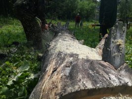 Спил и вырубка деревьев, корчевание пней стоимость услуг и где заказать - Якутск